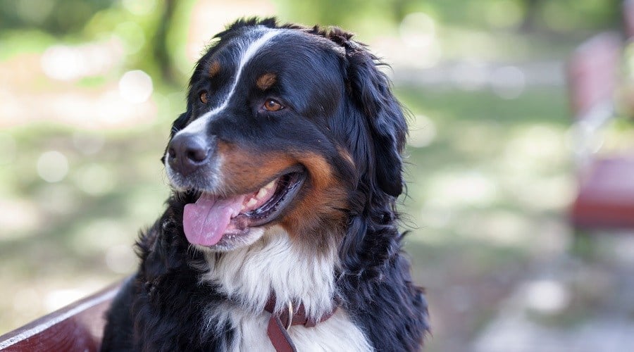Labernese
