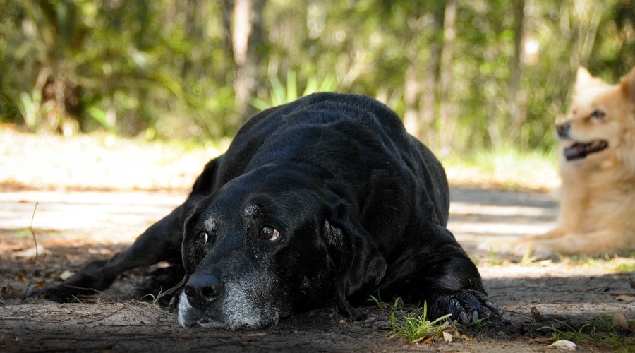 Labloodhound