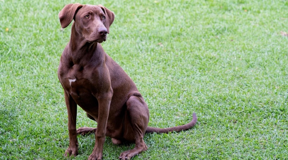 Labmaraner mix.