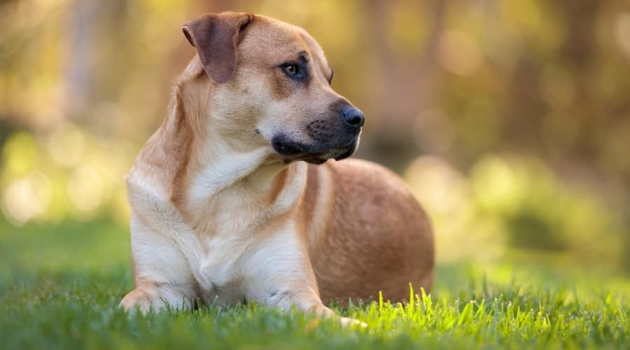 Labraboel on Grass