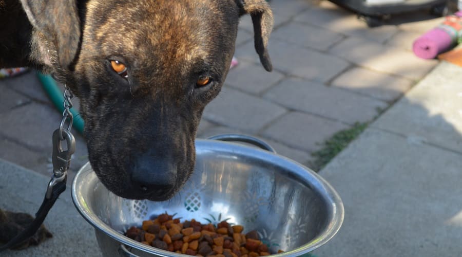 Labrabull Nutrition