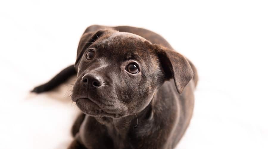 Labrabull Puppy Prices