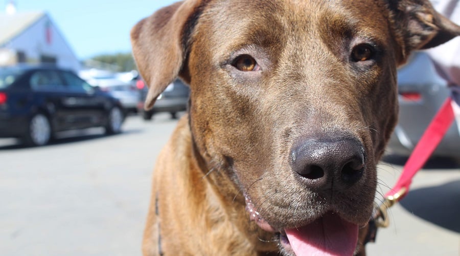 Labrabull Size & Appearance