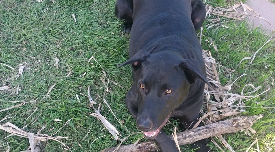 Labradane