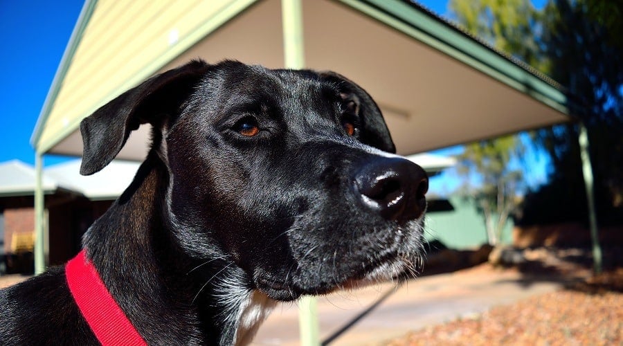 Labradane