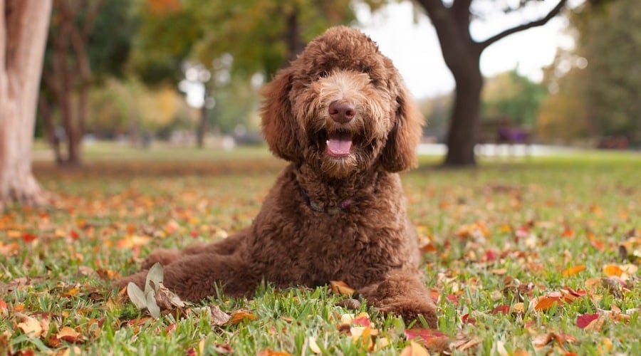 Labradoodle