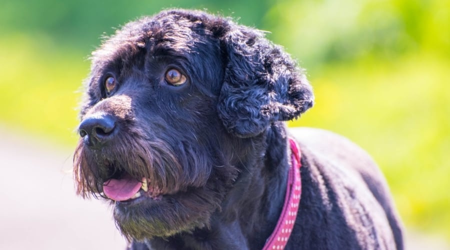 Labradoodle Puppies Eating