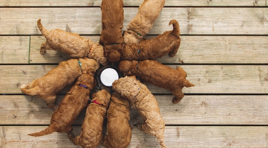 Labradoodle Puppies Eating