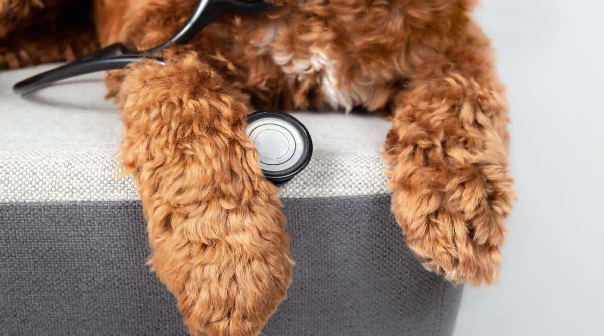 Labradoodle paws with stethoscope close up