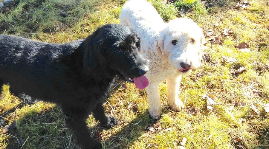 Labradoodle with white dog