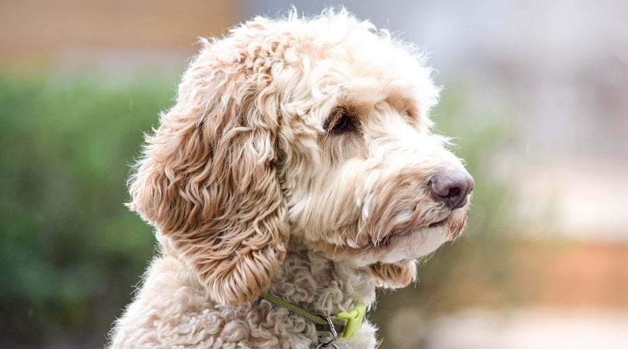 Labradoodle