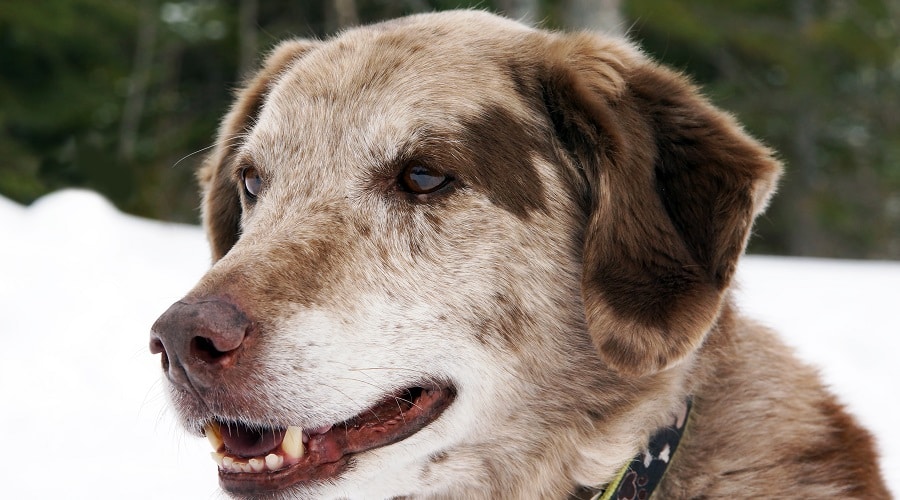 Labrador Australian Shepherd Mix as Pets