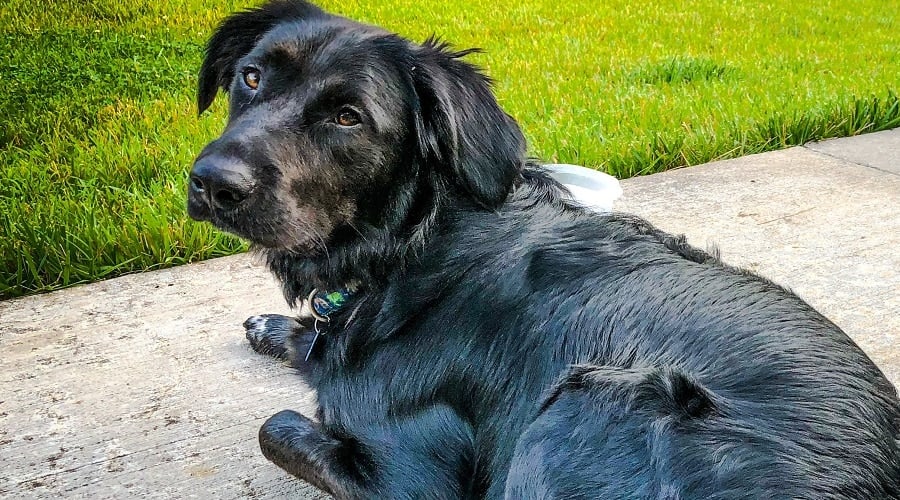 Labrador Border Collie Mix Temperament
