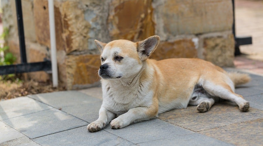 Labrador Chihuahua Mix