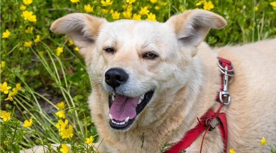 Labrador Corgi Mix