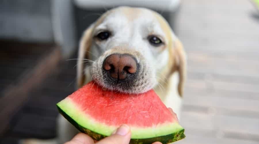 Labrador Eats Fruit From Human Hand