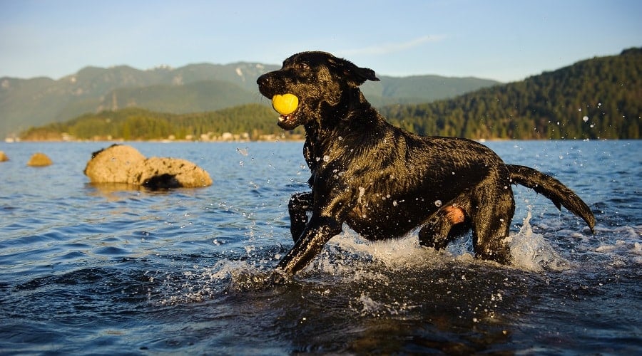 Labrador Exercising running in water with ball in mouth.