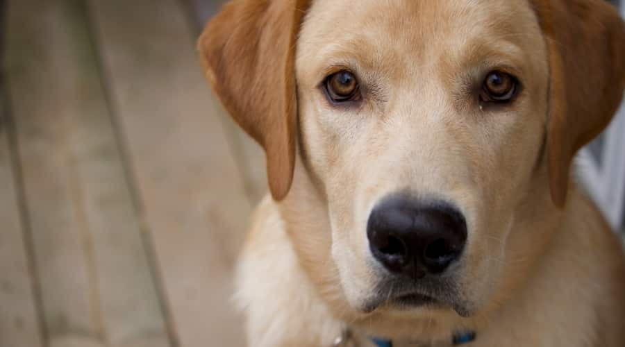 Labrador Golden Retriever mix outside sitting
