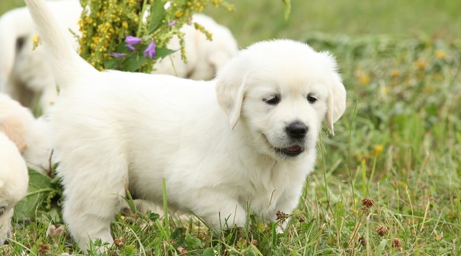 Labrador Great Pyrenees mix puppy