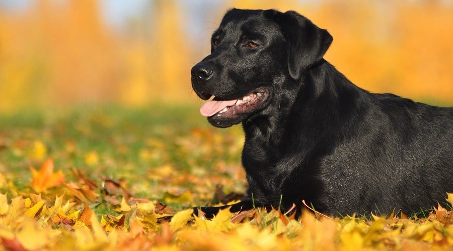 Labrador black color laying in leaves.