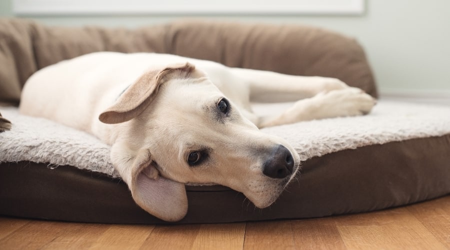 Labrador Laying on Dog Bed