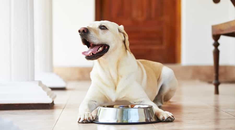 Labrador white colored laying next to stainless steel food bowl.