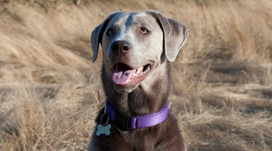 Labrador Outdoors in Field