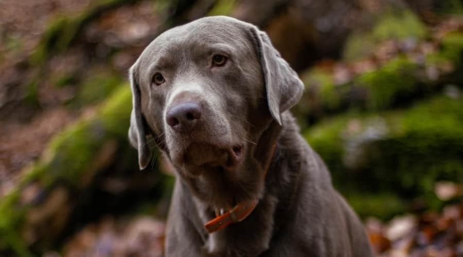 Labrador Outdoors in Forest