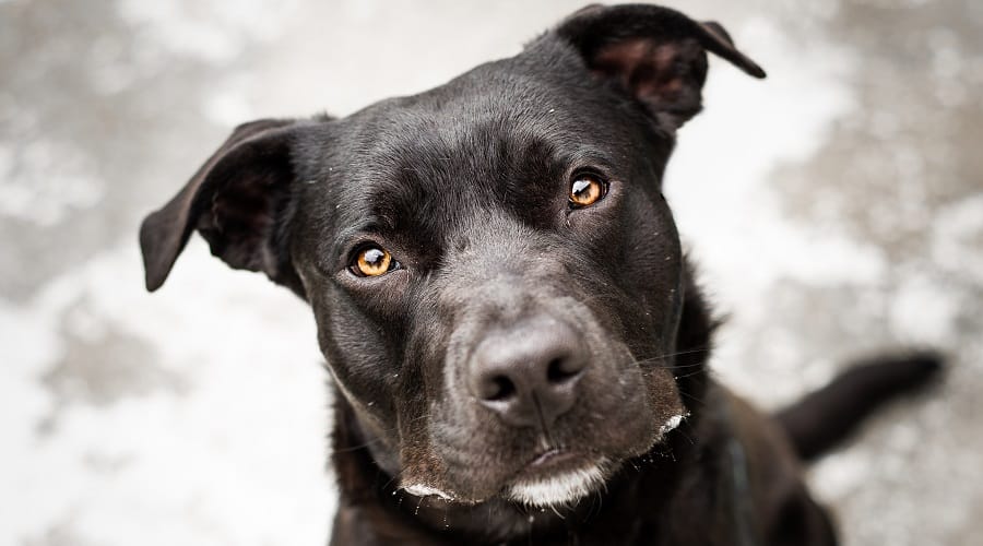 Labrador Pitbull Mix