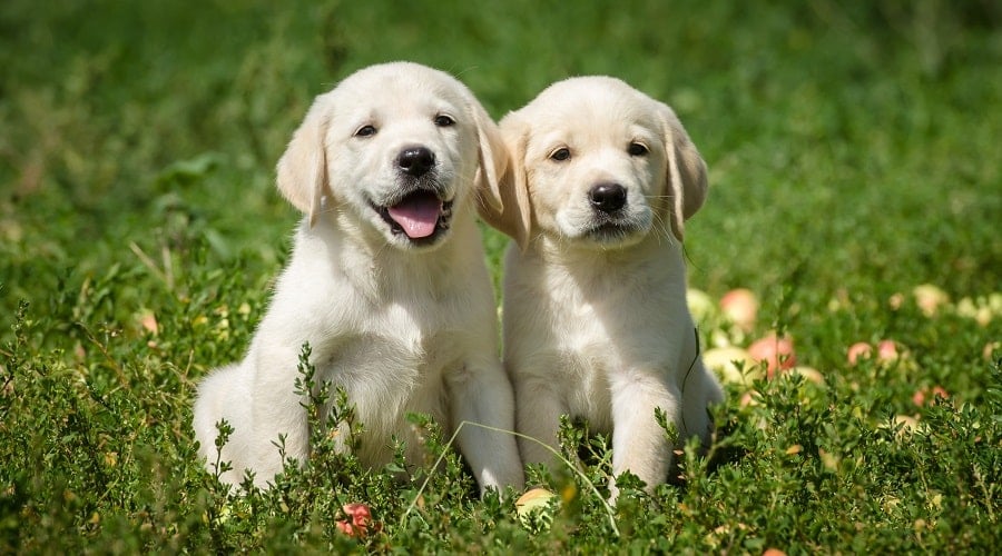 Labrador puppies in field sitting.