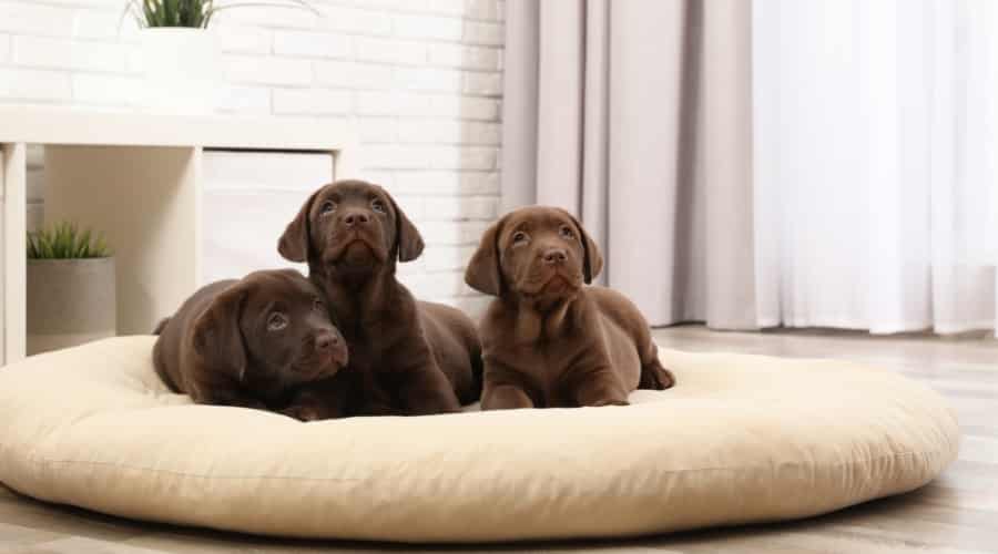 Labrador Puppies on Circle Style Bed