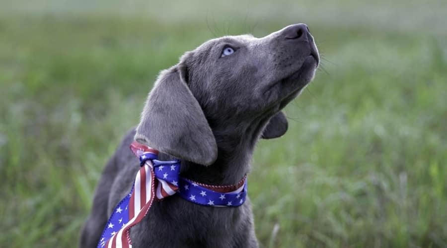 Labrador Puppy Outdoors
