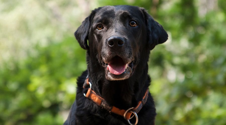Labrador black sitting looking at camera.