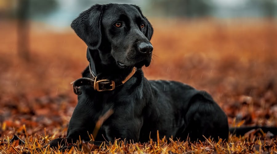 Labrador Retriever