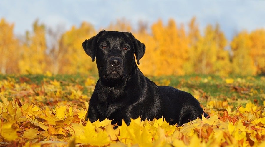 Labrador Retriever