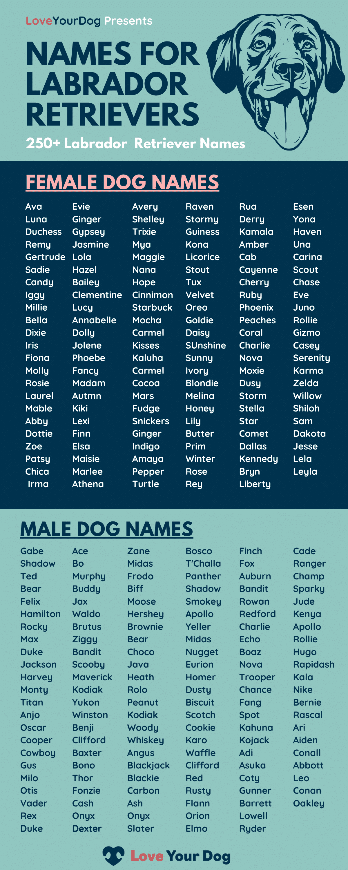 Labrador Retriever Dog Names