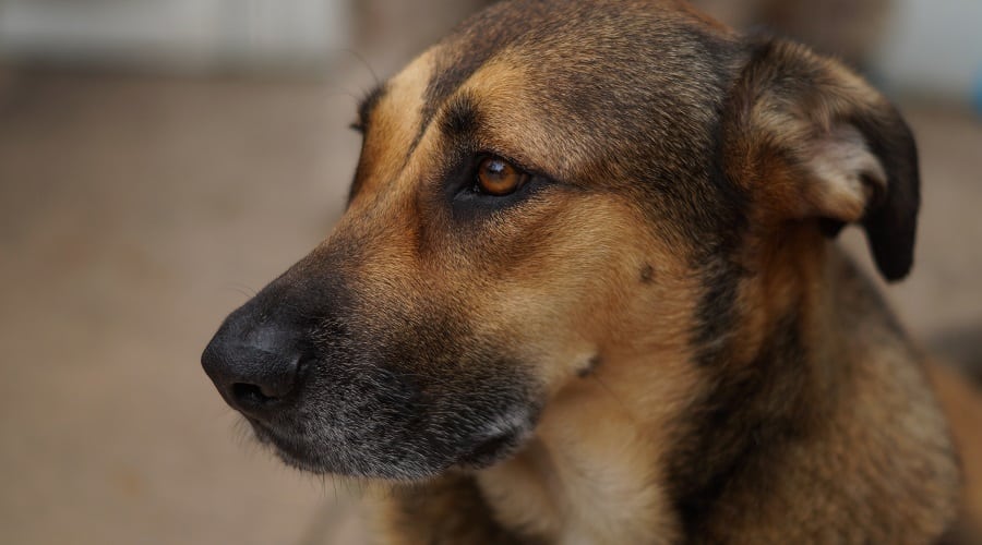 Labrador Retriever German Shepherd mix at Rescue