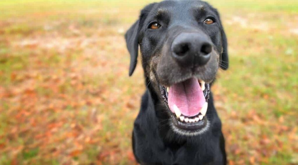 Black labrador retriever greyhound mix dog sitting outside watching waiting alert looking happy excited while panting smiling and staring at camera.