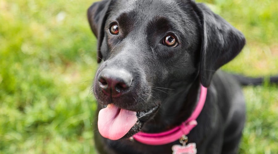 Labrador Retriever Parent Breed