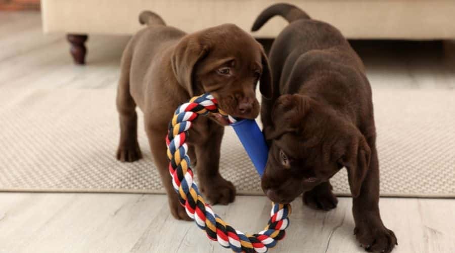 Labrador Retriever Puppies sharing rope toy