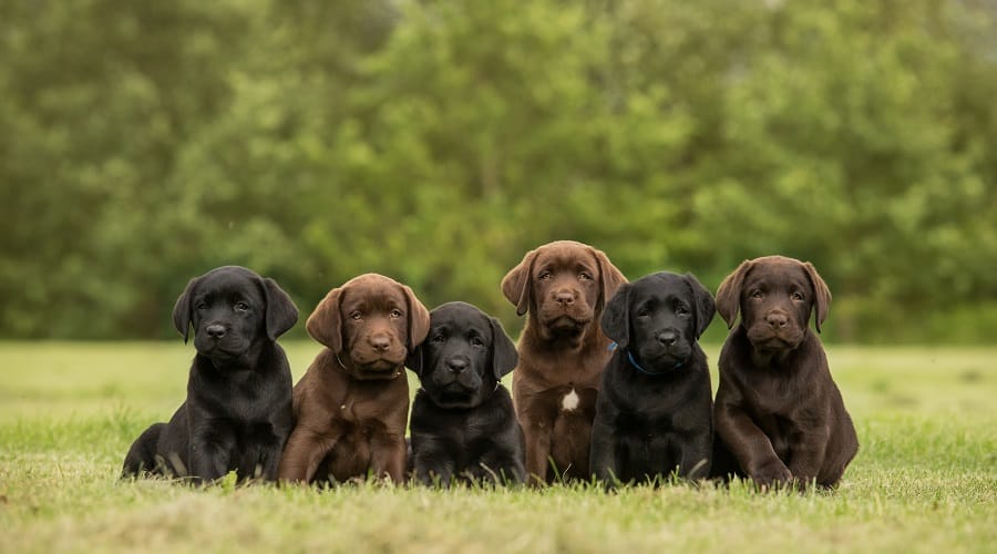 Labrador Retriever Puppies laying in the grass.