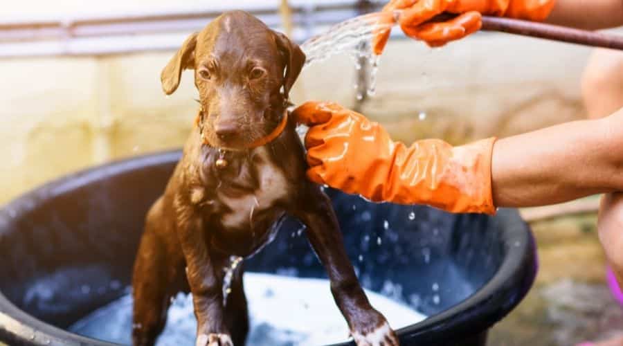 Labrador Retriever Puppy getting a Bath