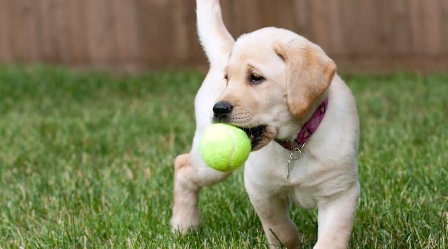 Labrador Retriever Puppy in Grass with Ball