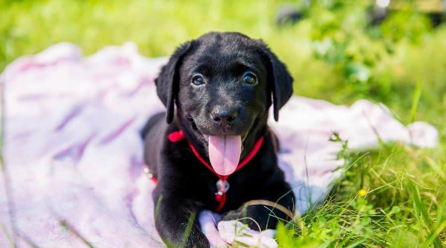 Labrador Retriever Puppy laying in grass on blanket