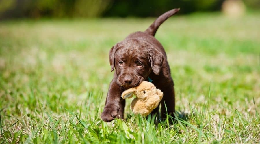 Labrador Retriever puppy with stuffed animal.