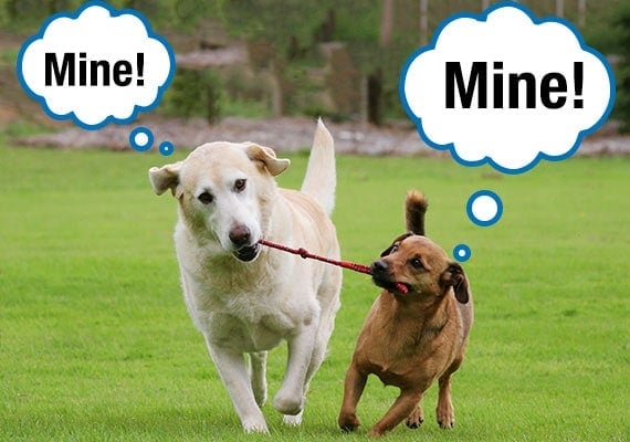 Labrador Retriever and Jack Russell Terrier mix yanking at tug toy from each other's mouth at park
