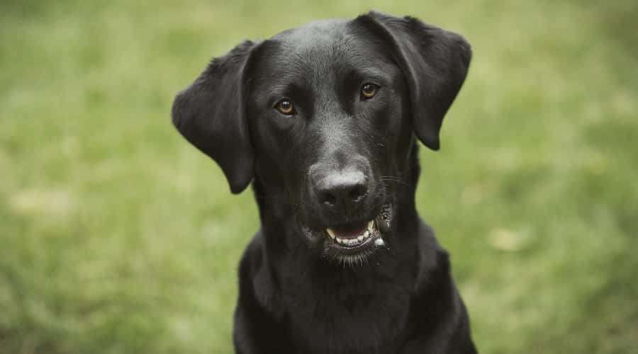 Labrador Retriever crossbreed in field.