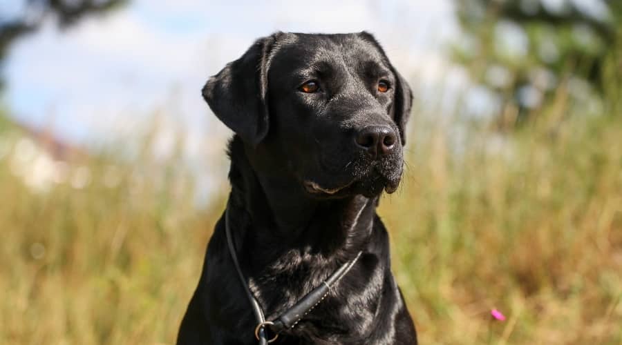 Labrador Retriever in Field Outdoors