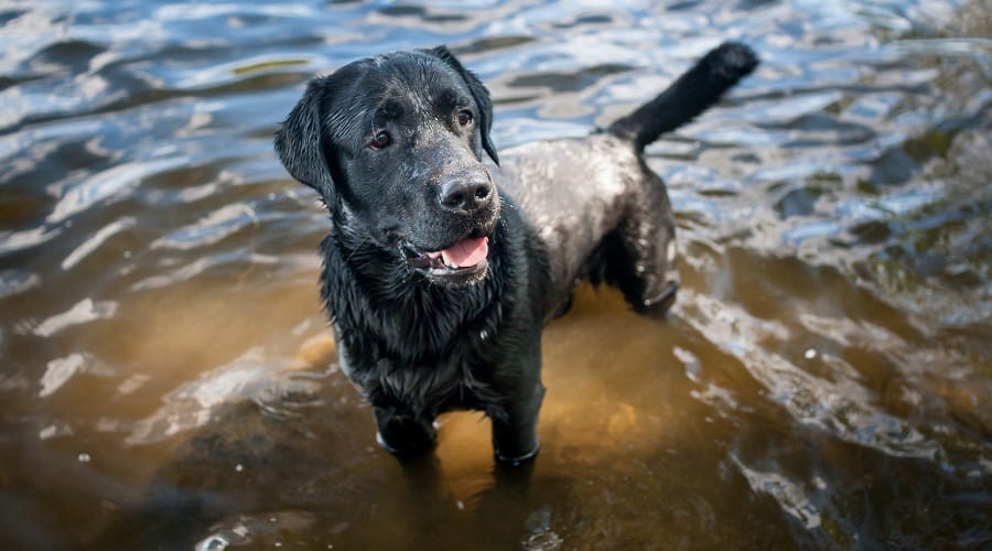 Labrador Retriever in Water