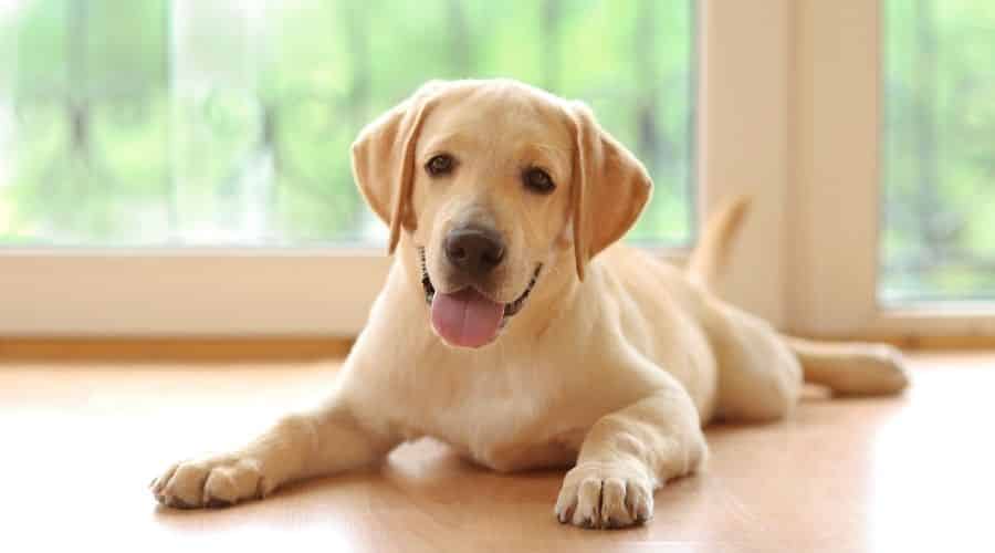 Labrador Retriever laying on floor